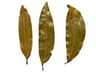 Cinnamomum tamala