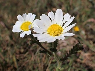 Ormenis mixta