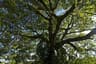 Copaifera officinalis