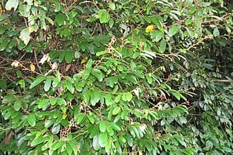 Ravensara anisata