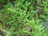 Chenopodium ambrosioides