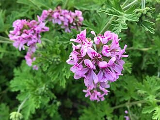 Pelargonium asperum