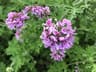 Pelargonium asperum