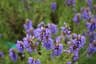 Hyssopus officinalis var. decumbens