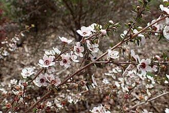 Leptospermum scoparium