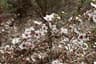 Leptospermum scoparium