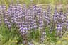 Mentha pulegium