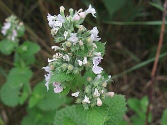 Nepeta cataria var. citriodora