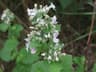 Nepeta cataria var. citriodora