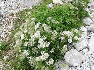Pimpinella anisum