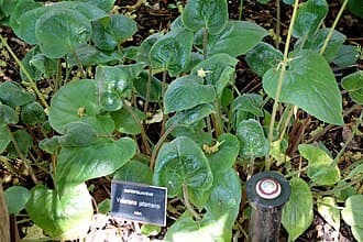 Valeriana wallichii