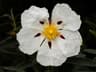 Cistus ladanifer