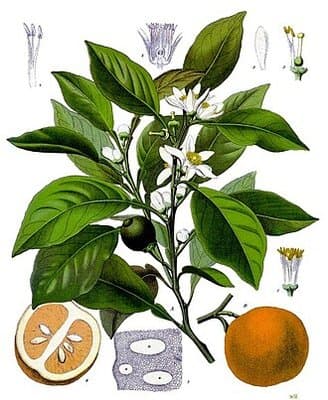 Citrus aurantium ssp. aurantium