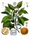 Citrus aurantium ssp. aurantium