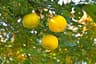 Citrus junos