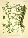 Commiphora myrrha