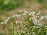 Coriandrum sativum