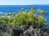 Crithmum maritimum