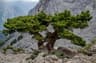Cupressus sempervirens