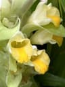 Curcuma longa
