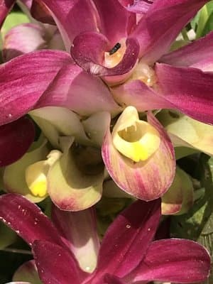 Curcuma zedoaria
