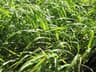 Cymbopogon winterianus