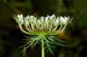 Daucus carota