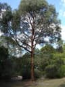 Eucalyptus radiata