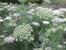 Ammi visnaga