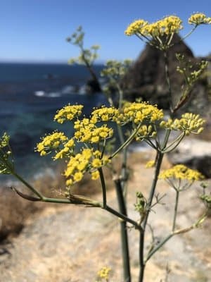 Foeniculum vulgare var. dulce