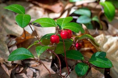 Gaultheria procumbens