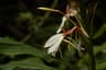 Hedychium spicatum