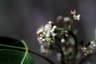 Amyris balsamifera