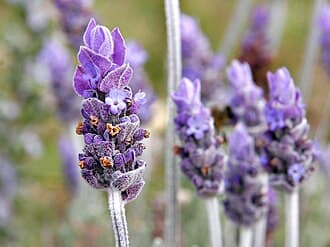 Lavandula x intermedia
