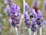 Lavandula x intermedia