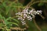 Lippia citriodora