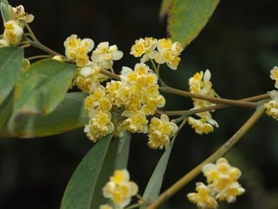 Litsea cubeba