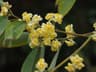 Litsea cubeba