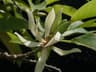 Magnolia alba