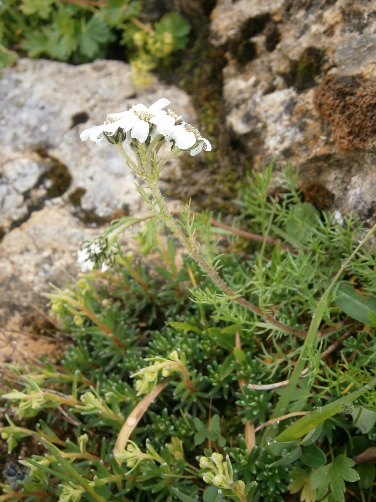 Achillea moschata