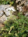 Achillea moschata