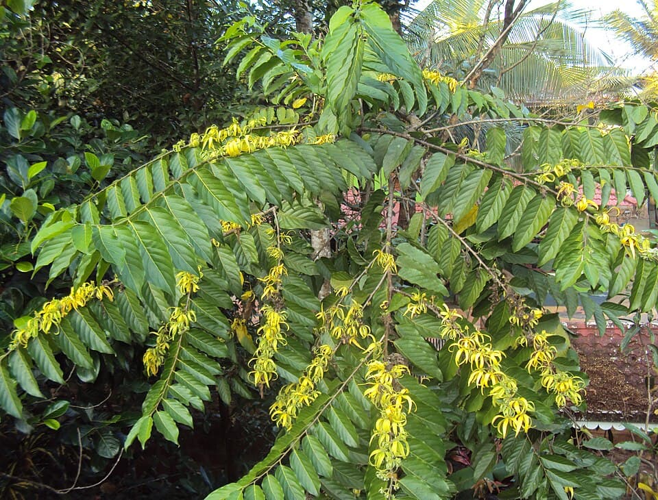 Cananga odorata
