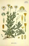 Chamaemelum nobile