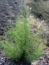 Inula graveolens