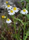 Matricaria chamomilla