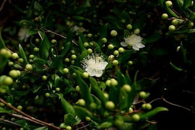 Myrtus communis