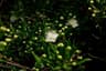 Myrtus communis