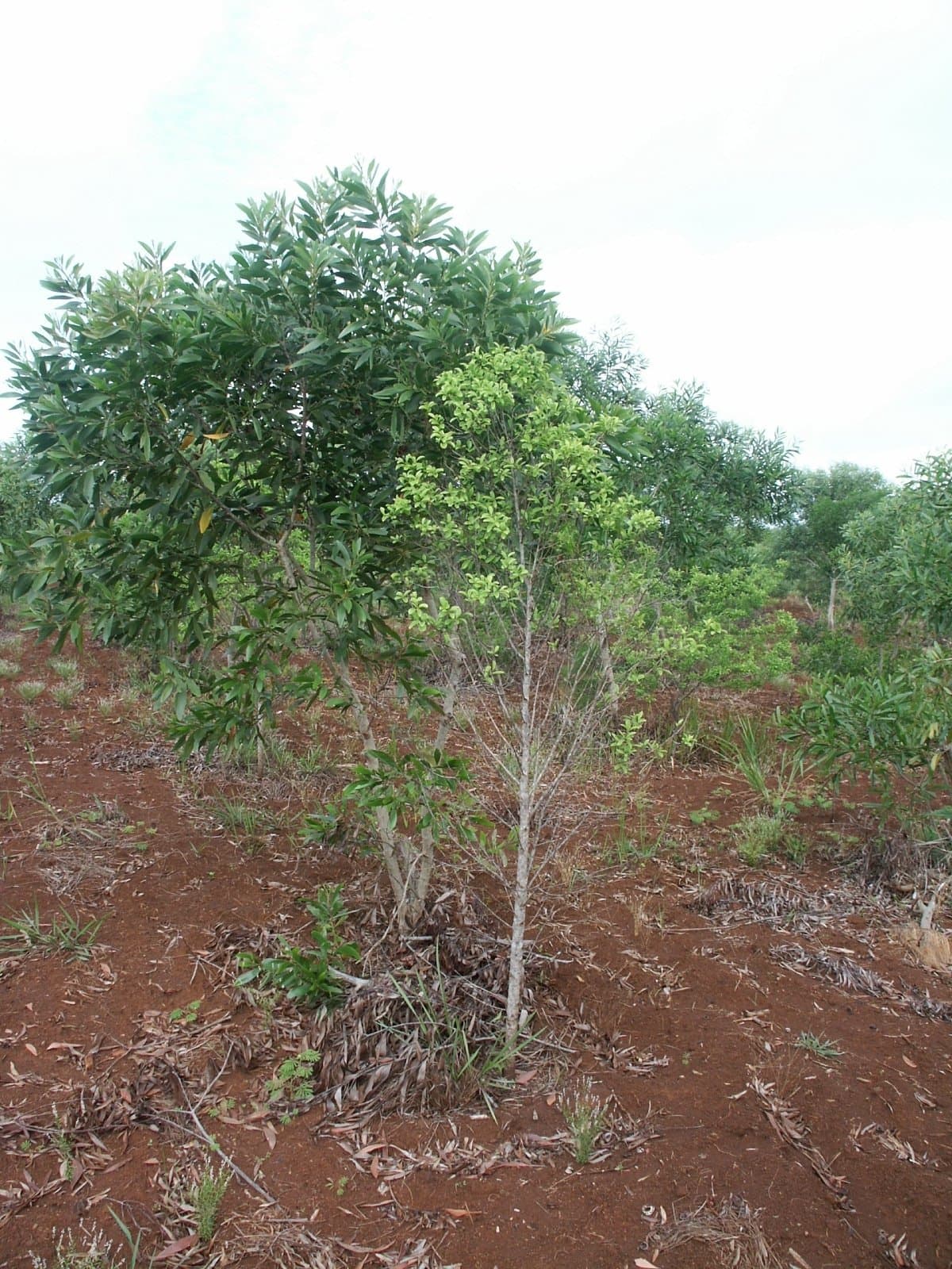 Santalum austrocaledonicum