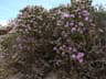 Corydothymus capitatus