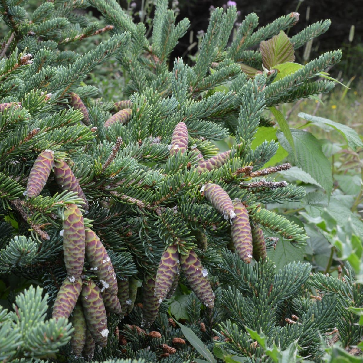 Picea glauca